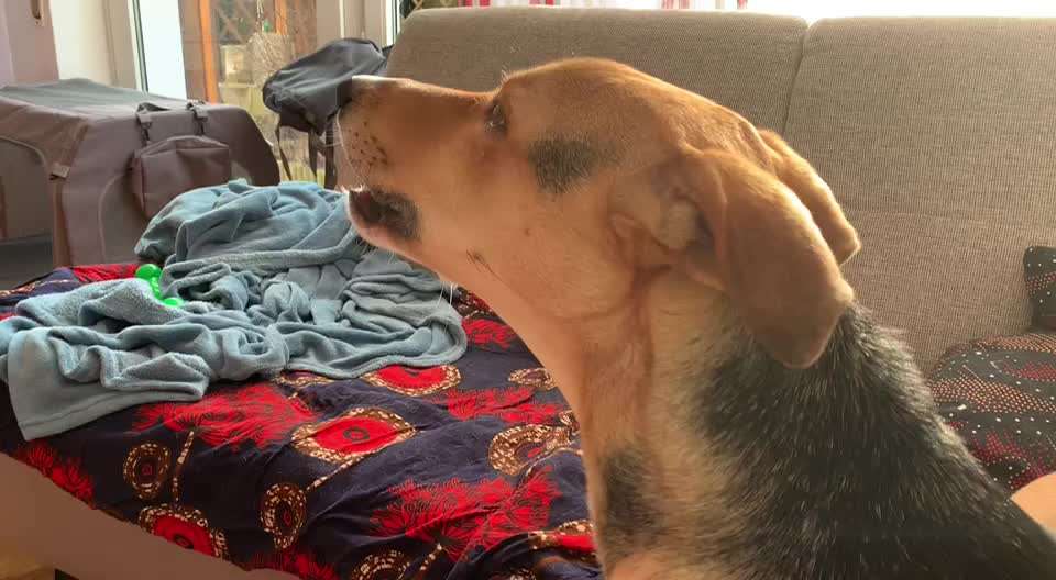 Typisch Jagdhund-Beitrag-Bild