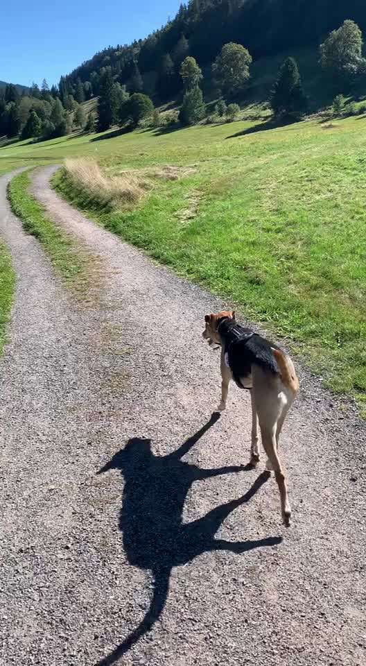 51. Video challenge - Dein Hund beim Spaziergang-Beitrag-Bild