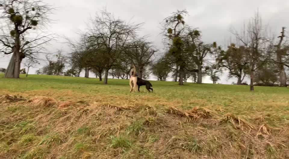 Handyvideochallenge Nr. 26 Gross und Klein-Beitrag-Bild