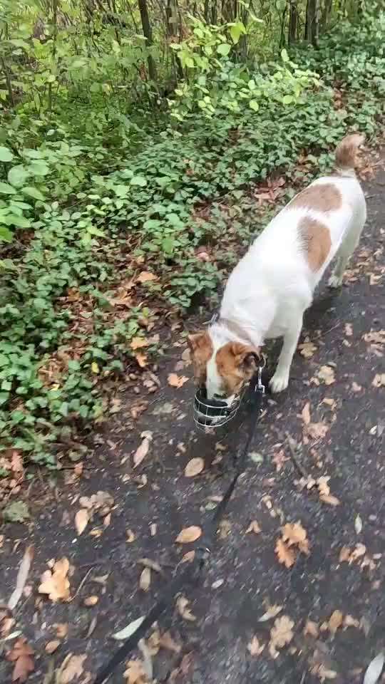 Gangbild/-analyse-Beitrag-Bild