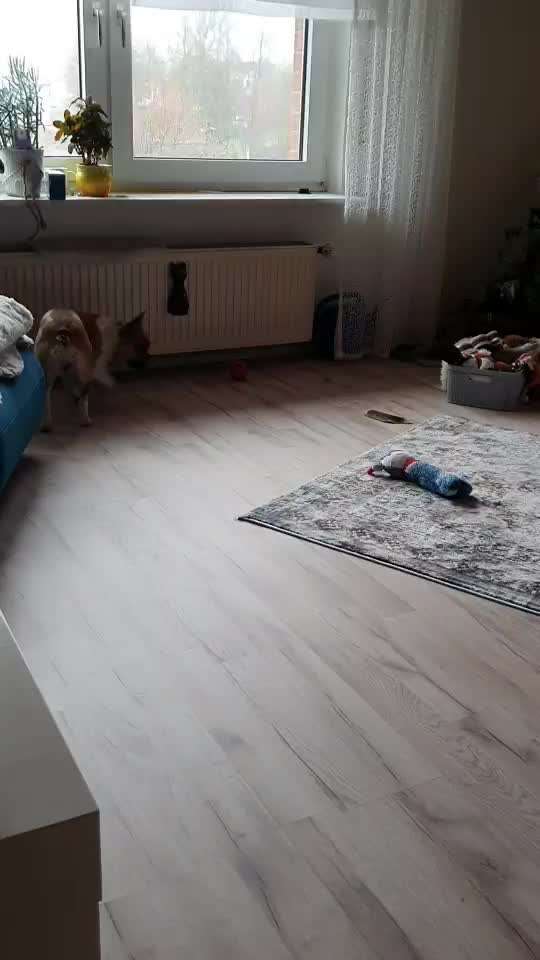 Französische Bulldoggen-Beitrag-Bild