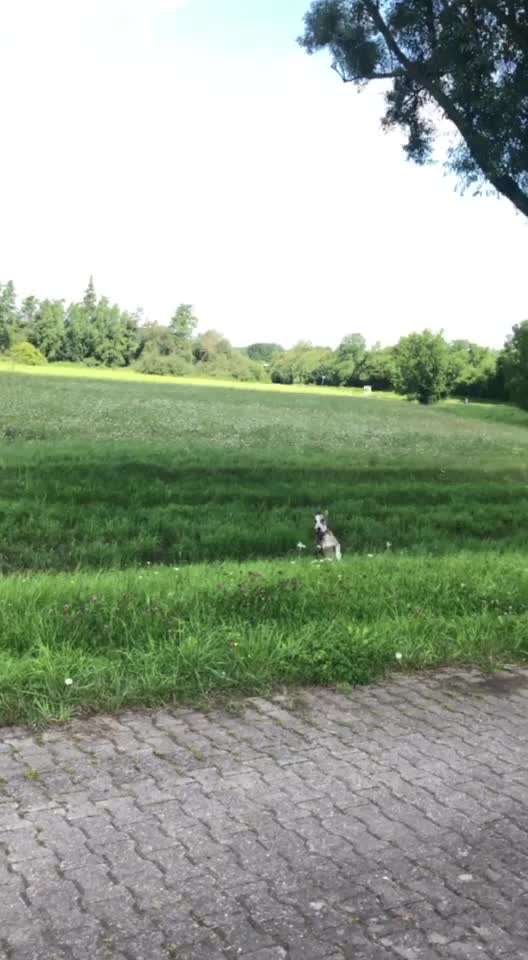 Windhunde - Treffen der besonderen Schönheiten
HERZLICH WILLKOMMEN-Beitrag-Bild