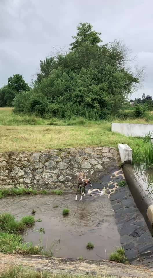 Windhunde - Treffen der besonderen Schönheiten
HERZLICH WILLKOMMEN-Beitrag-Bild
