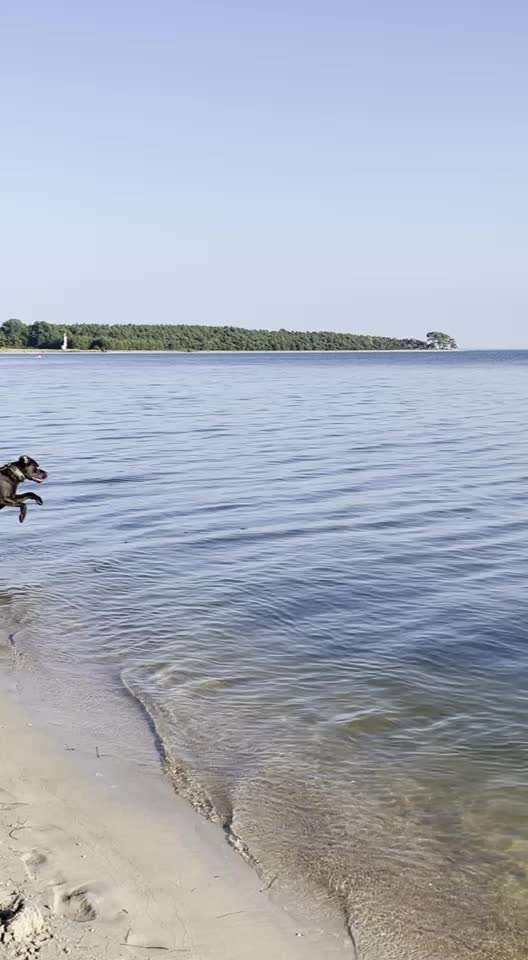 Zeigt hier Euer liebstes Video Eurer Hunde-Beitrag-Bild