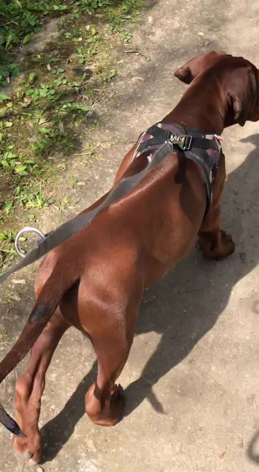 Rhodesian Ridgeback-Beitrag-Bild