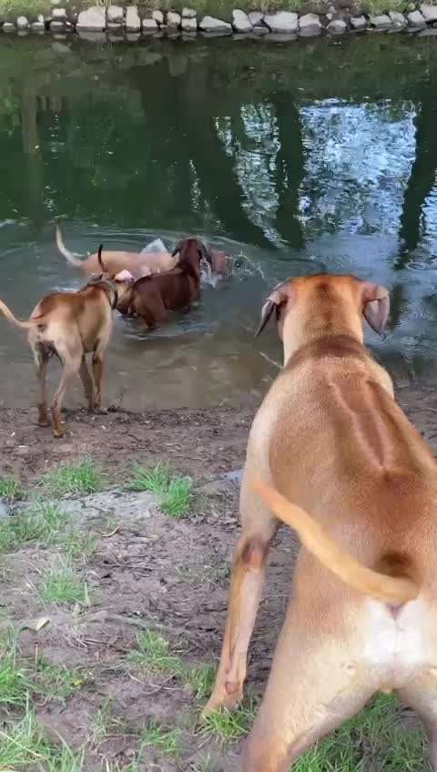 Rhodesian Ridgeback-Beitrag-Bild