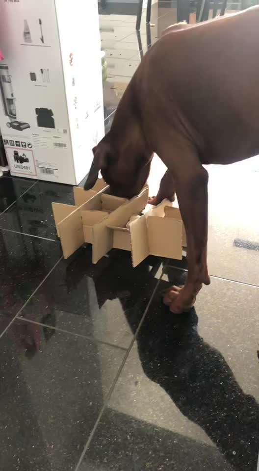 Rhodesian Ridgeback-Beitrag-Bild