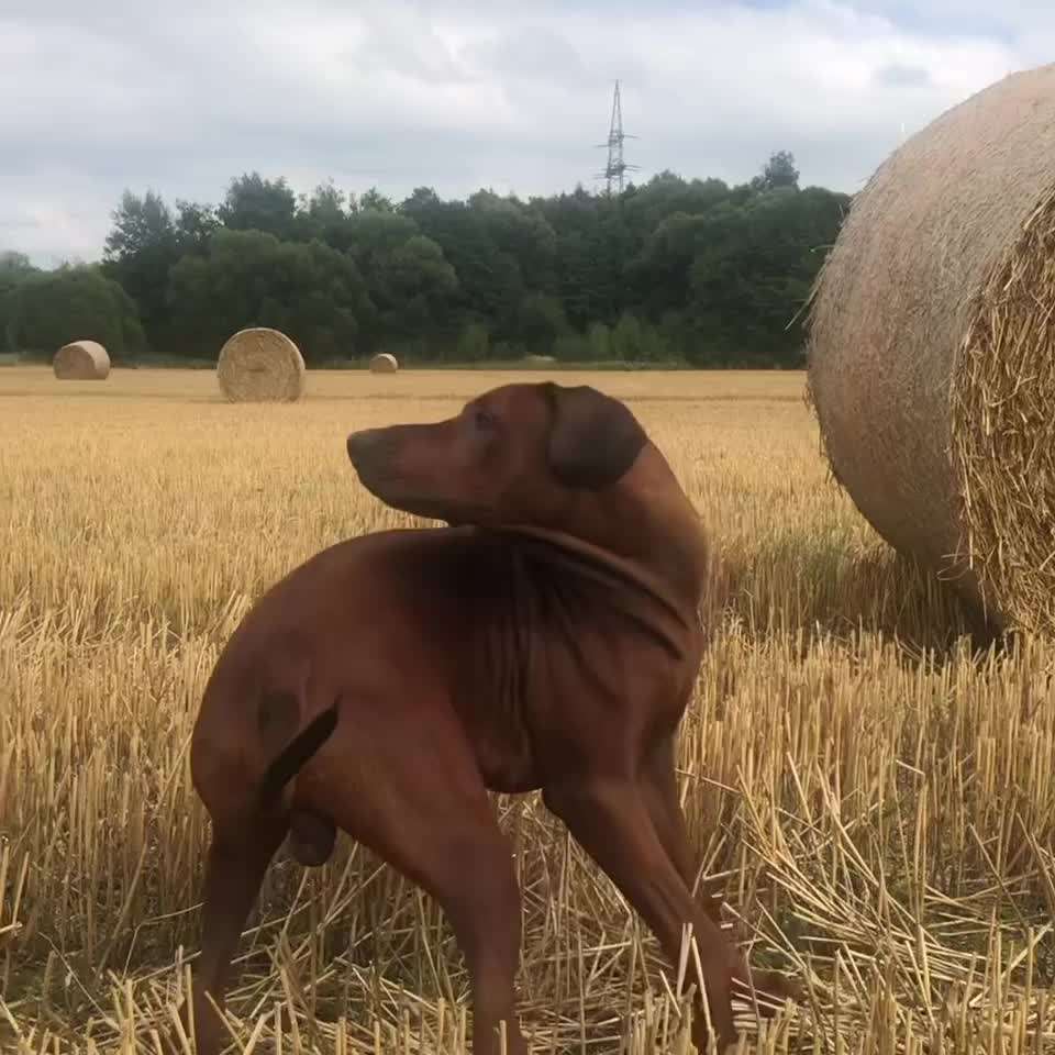 Rhodesian Ridgeback-Beitrag-Bild