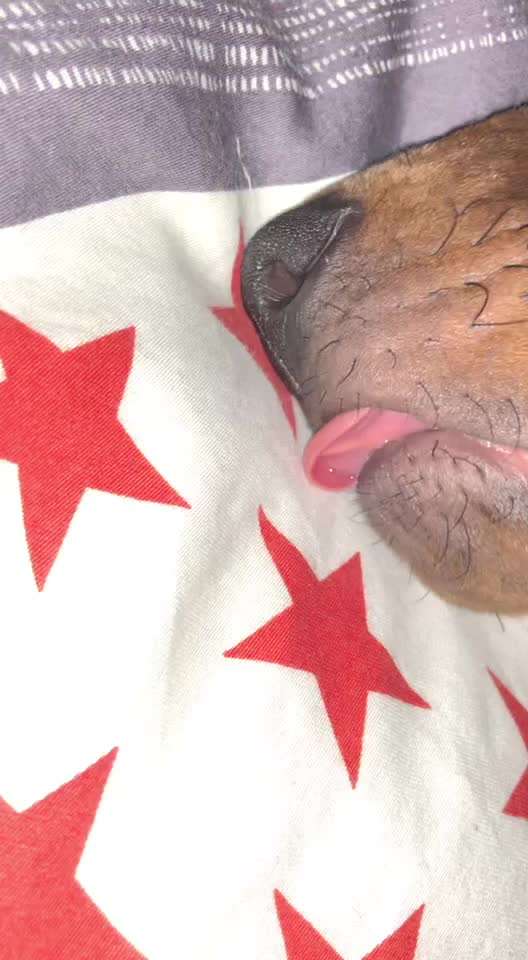 Rhodesian Ridgeback-Beitrag-Bild