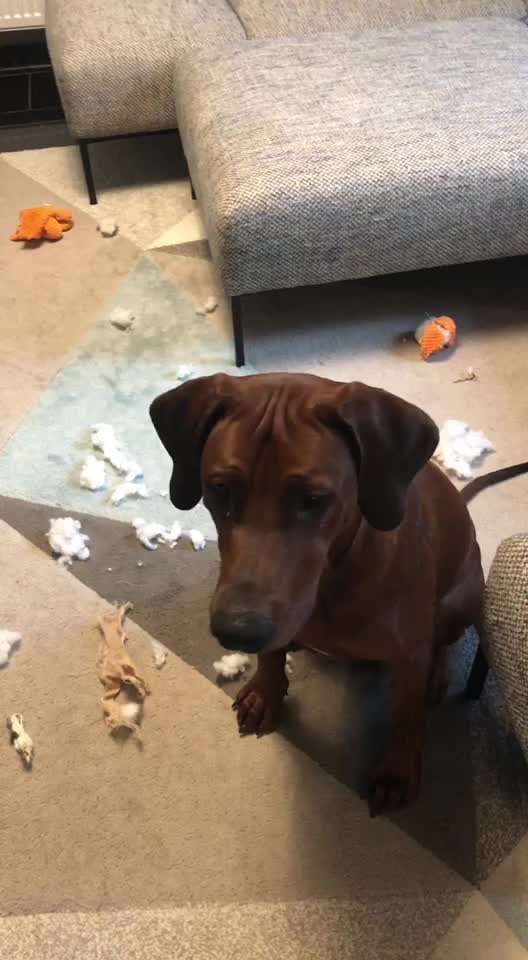 Rhodesian Ridgeback-Beitrag-Bild