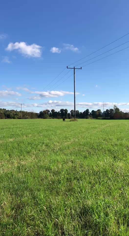 Rhodesian Ridgeback-Beitrag-Bild