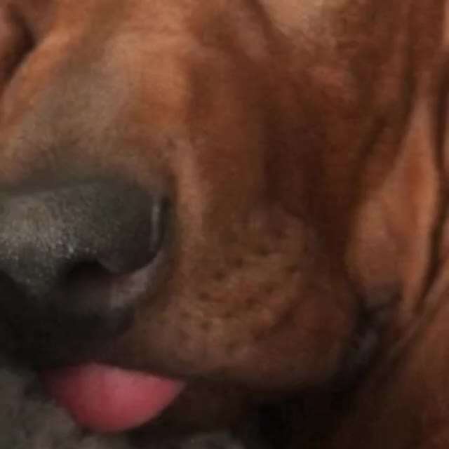 Rhodesian Ridgeback-Beitrag-Bild