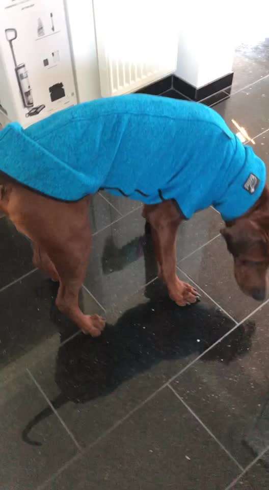 Rhodesian Ridgeback-Beitrag-Bild