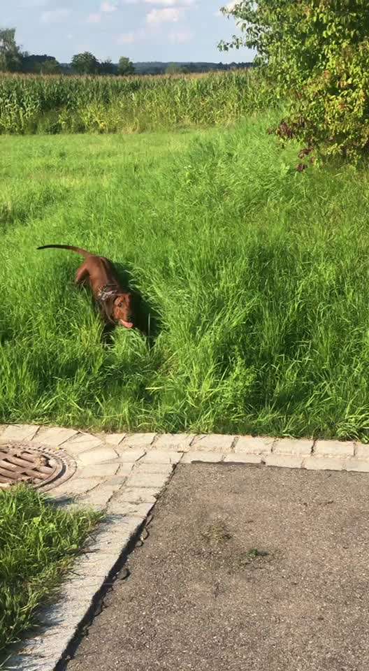 Rhodesian Ridgeback-Beitrag-Bild