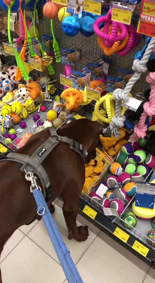 Rhodesian Ridgeback-Beitrag-Bild