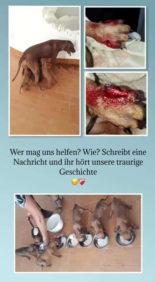 Rhodesian Ridgeback-Beitrag-Bild