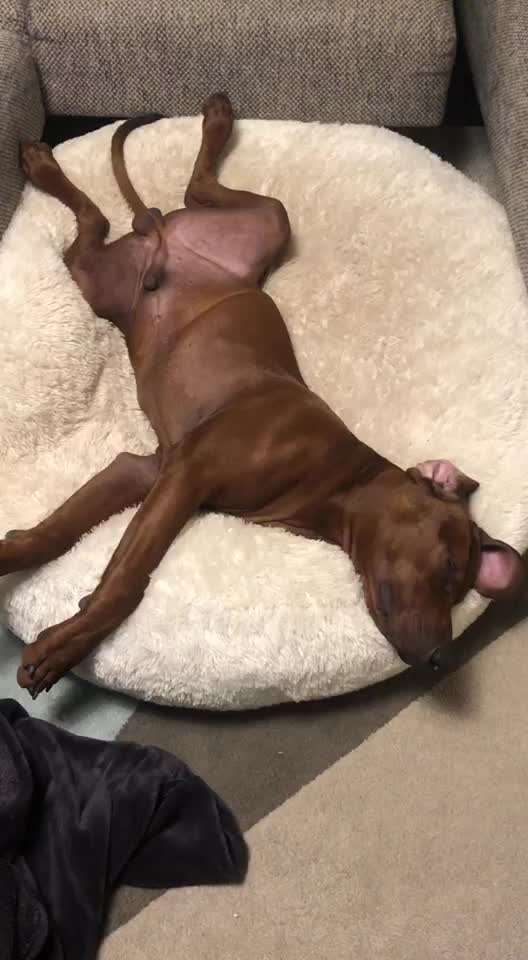 Rhodesian Ridgeback-Beitrag-Bild