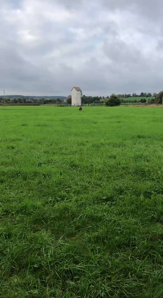 Rhodesian Ridgeback-Beitrag-Bild