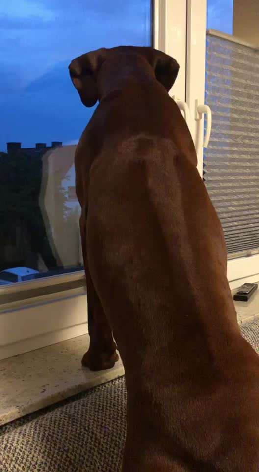 Rhodesian Ridgeback-Beitrag-Bild