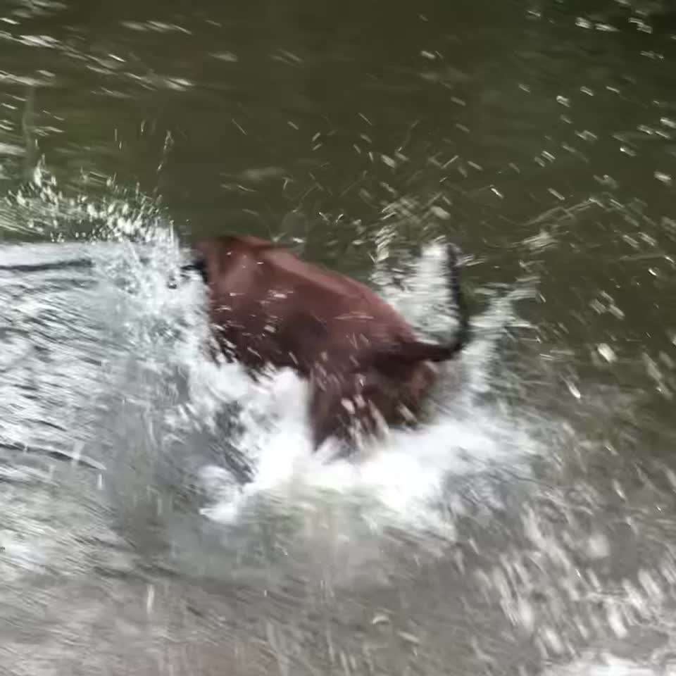 Rhodesian Ridgeback-Beitrag-Bild