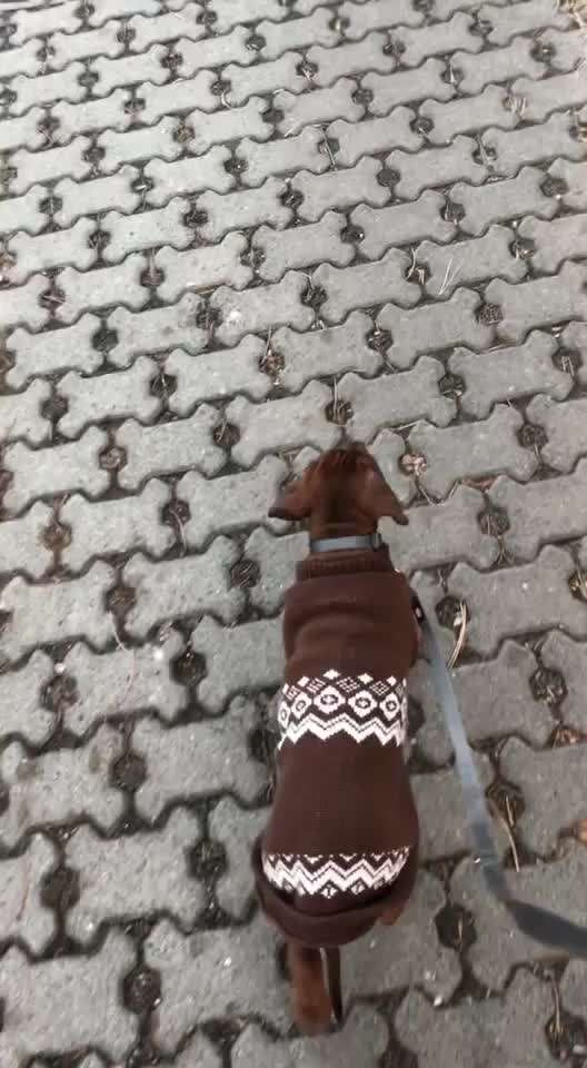 Rhodesian Ridgeback-Beitrag-Bild