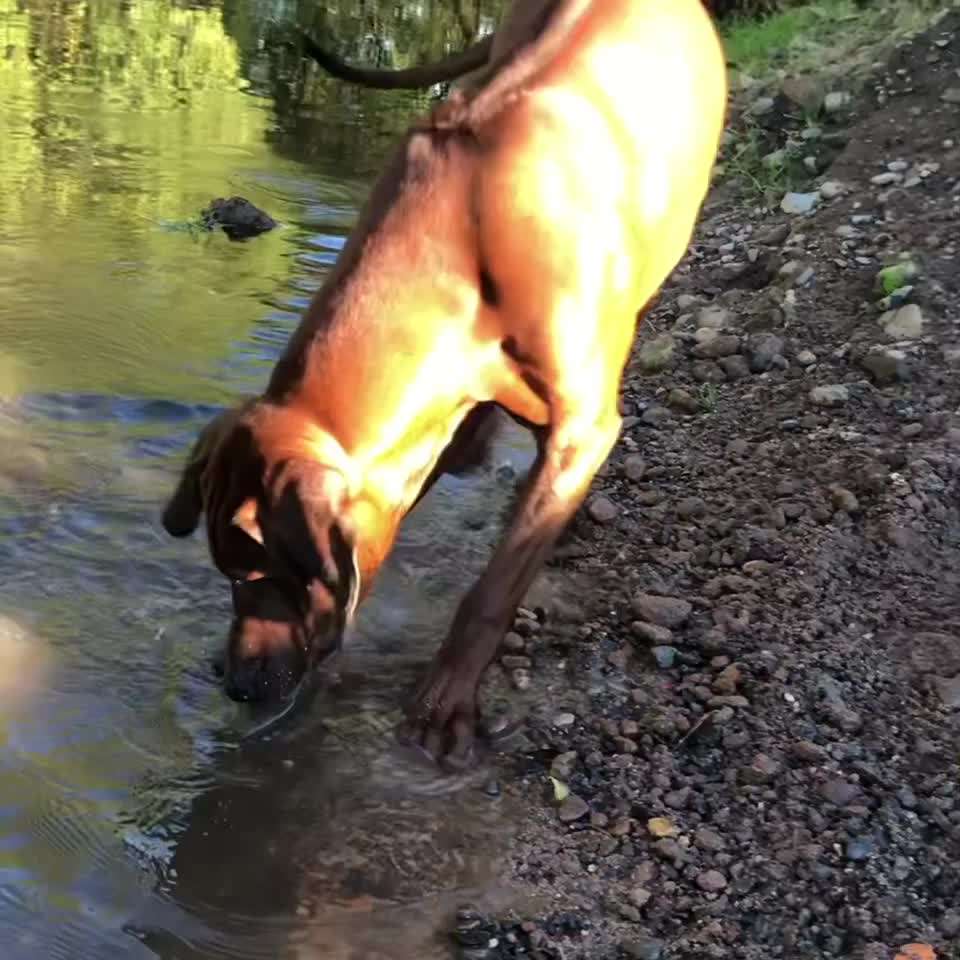 Rhodesian Ridgeback-Beitrag-Bild