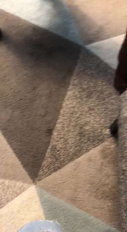 Rhodesian Ridgeback-Beitrag-Bild