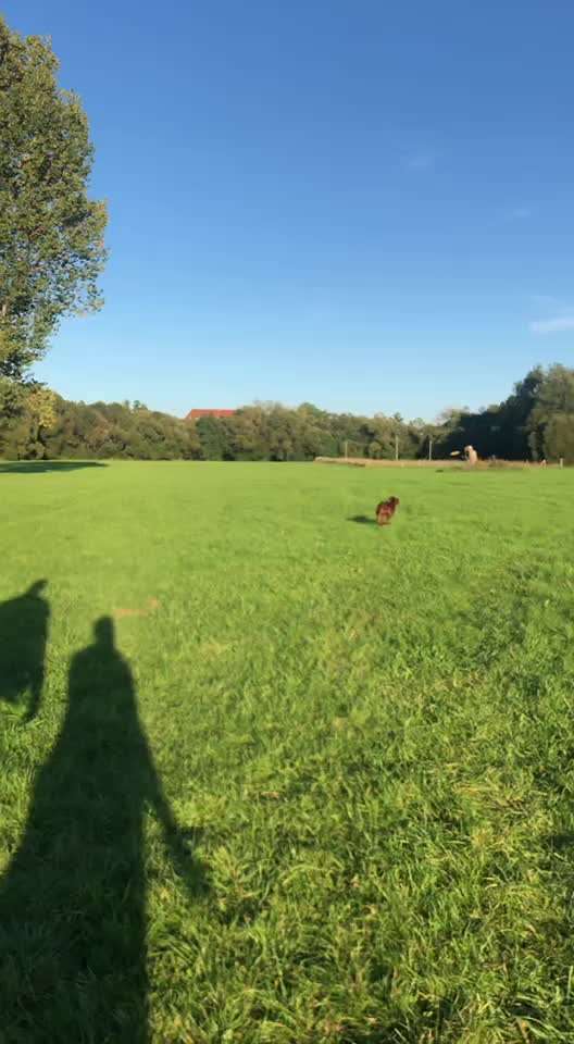 Rhodesian Ridgeback-Beitrag-Bild