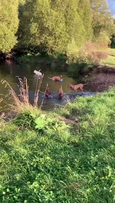 Rhodesian Ridgeback-Beitrag-Bild