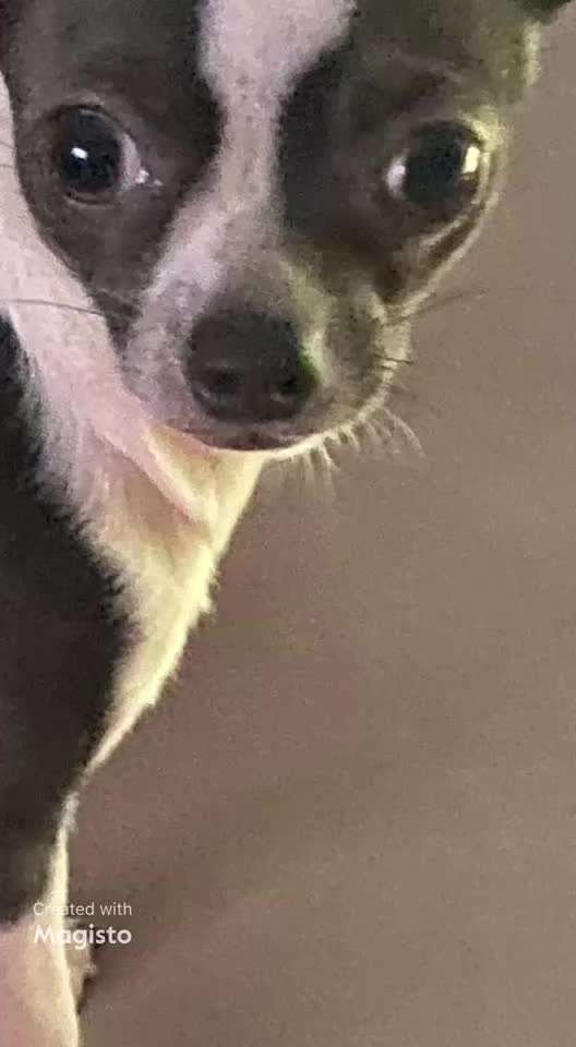 Wo sind die Chihuahua Besitzer ?-Beitrag-Bild