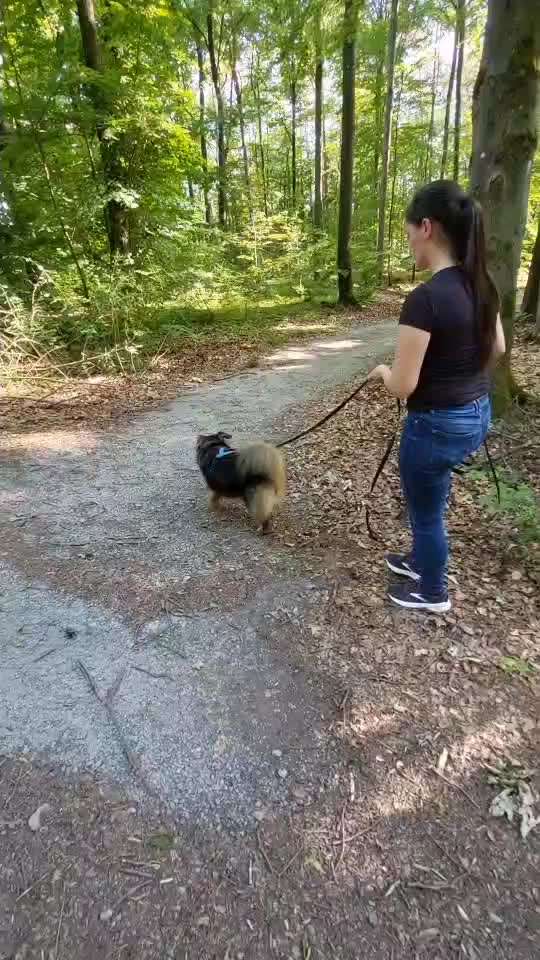 Mantrailing-Beitrag-Bild