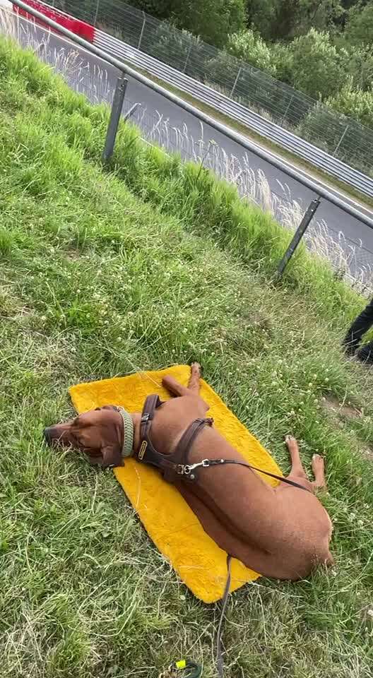 Rhodesian Ridgeback-Beitrag-Bild