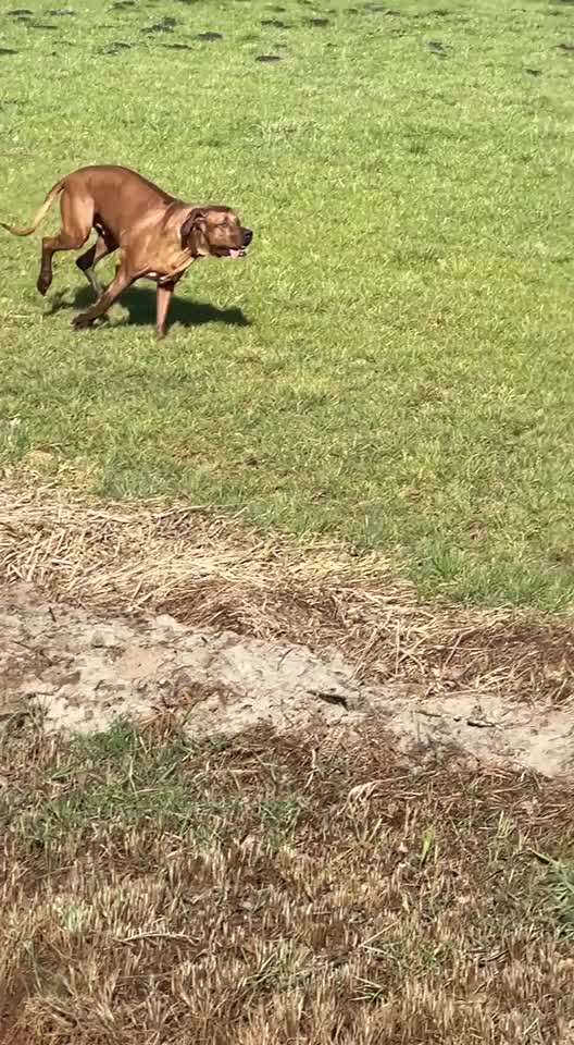 Rhodesian Ridgeback-Beitrag-Bild