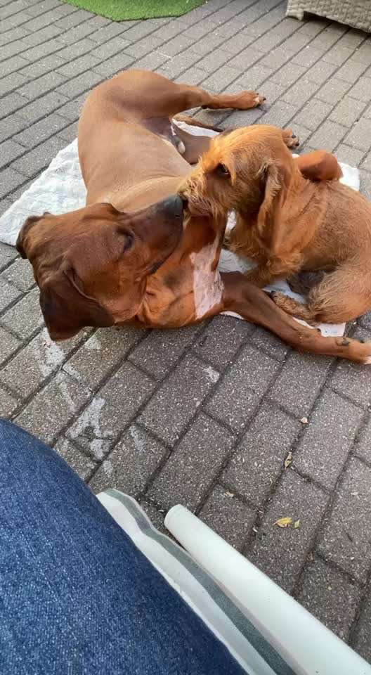 Rhodesian Ridgeback-Beitrag-Bild