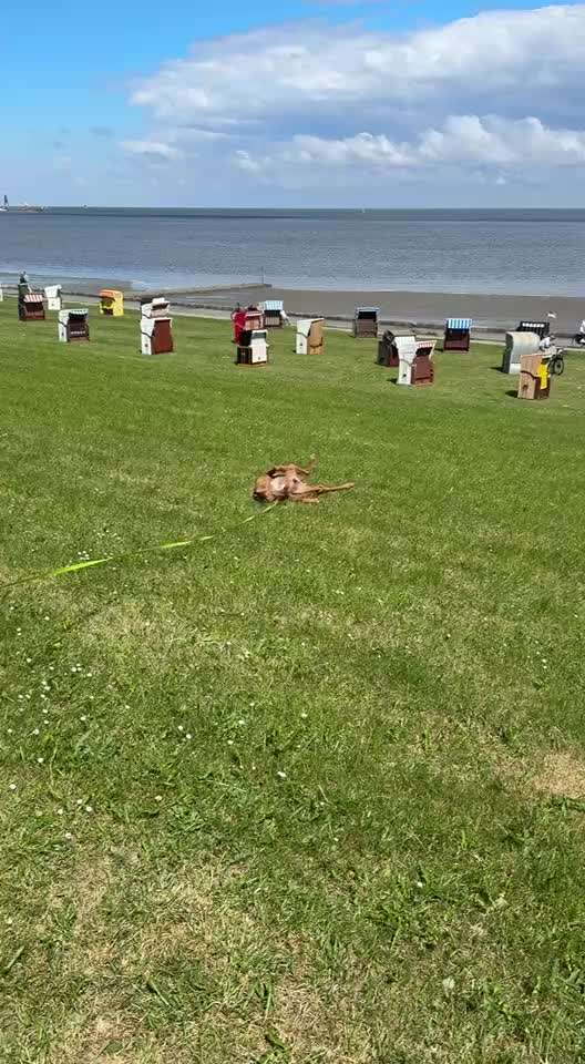 Rhodesian Ridgeback-Beitrag-Bild