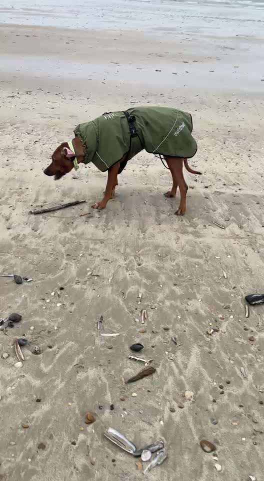 Rhodesian Ridgeback-Beitrag-Bild