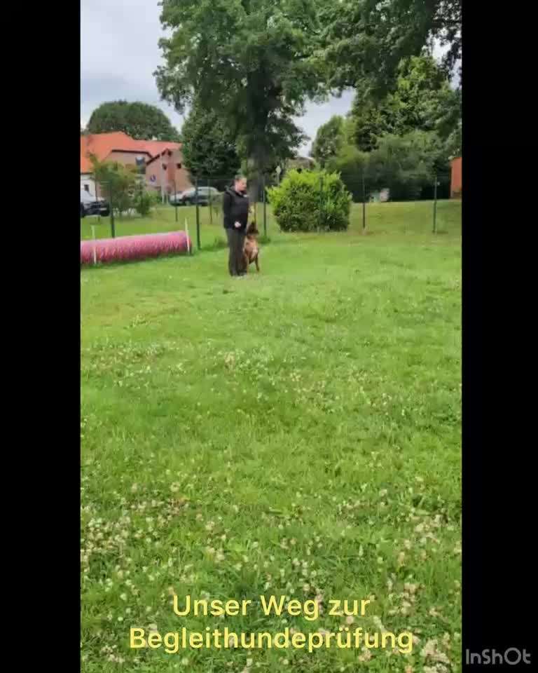 Rhodesian Ridgeback-Beitrag-Bild