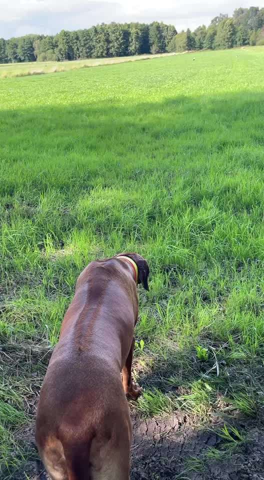 Rhodesian Ridgeback-Beitrag-Bild