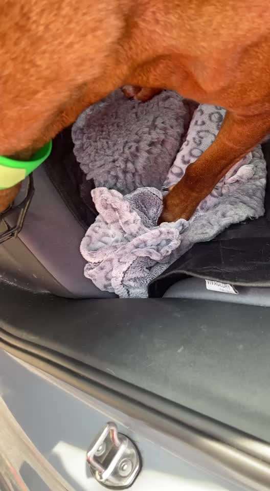 Rhodesian Ridgeback-Beitrag-Bild