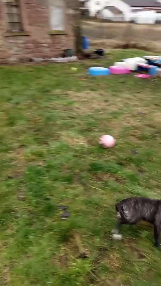 Pekinese/Pekingese-Beitrag-Bild