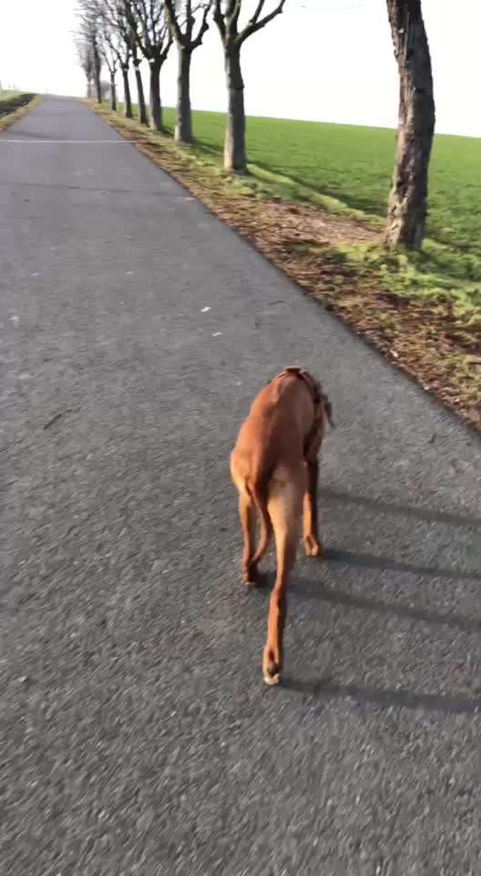 Rhodesian Ridgeback-Beitrag-Bild