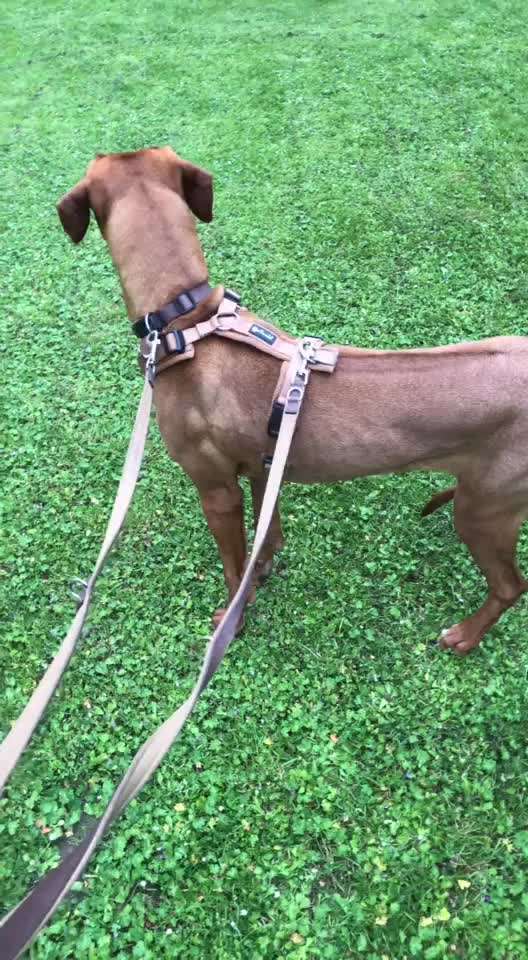 Rhodesian Ridgeback-Beitrag-Bild