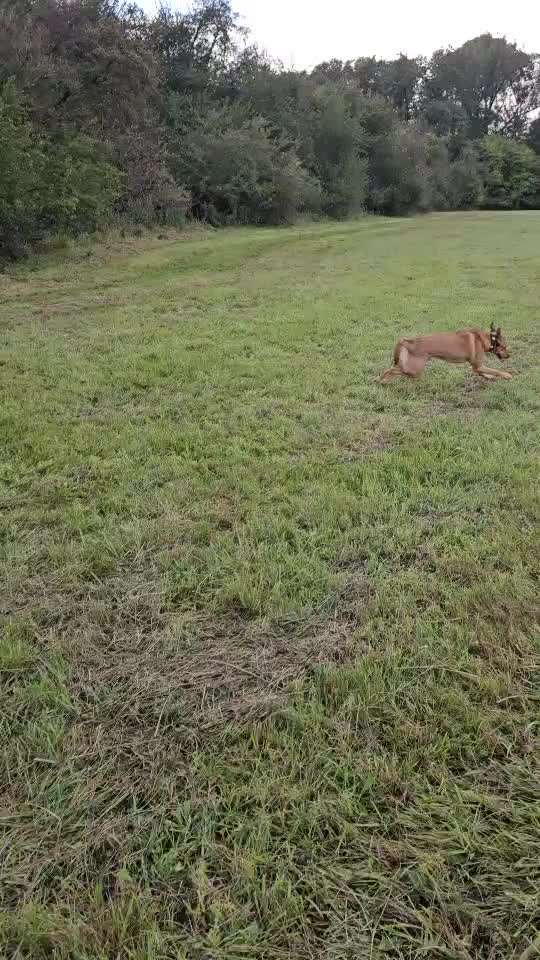 Auslandstierschutz-Beitrag-Bild