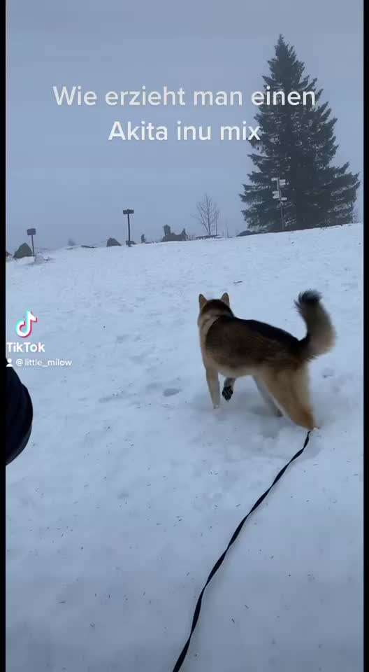 Akita Inu/American Akita (Mix) halter.-Beitrag-Bild