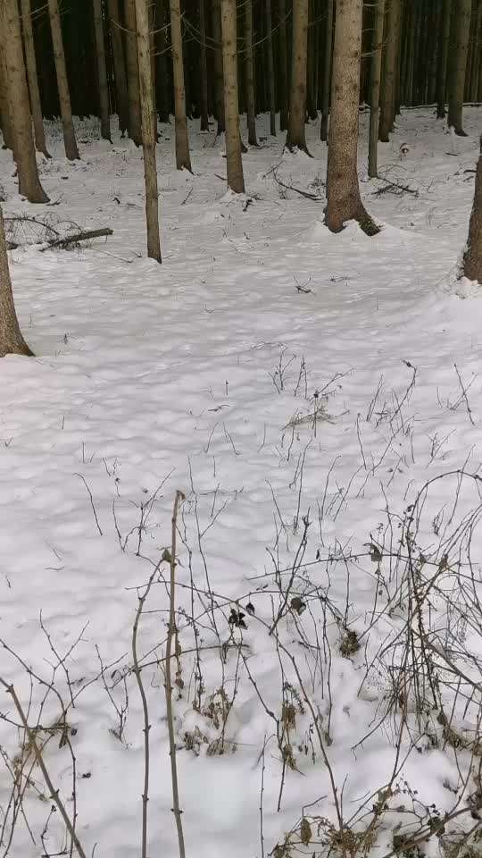 Hundeauslaufgebiet-Mirskofen Wanderweg-Bild