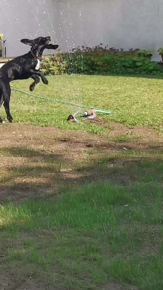 Zeigt hier Euer liebstes Video Eurer Hunde-Beitrag-Bild