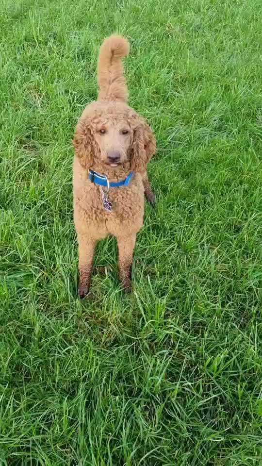 Impulskontrolle Challenge NR .4.           STOP/STEH/ WARTE-Beitrag-Bild