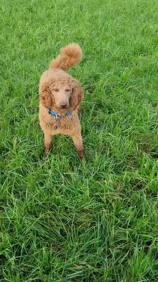 Impulskontrolle Challenge NR .4.           STOP/STEH/ WARTE-Beitrag-Bild