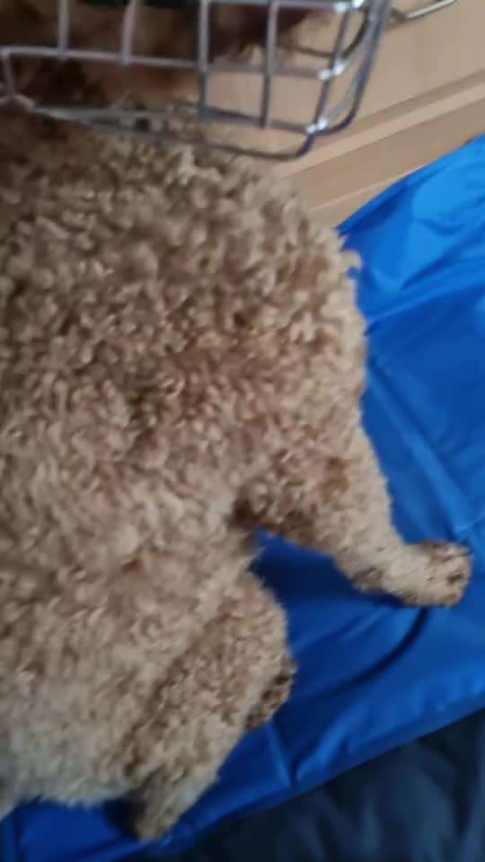 Wie sitzt mein Maulkorb / Maulkorb-Beratung-Beitrag-Bild