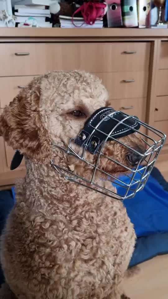 Wie sitzt mein Maulkorb / Maulkorb-Beratung-Beitrag-Bild